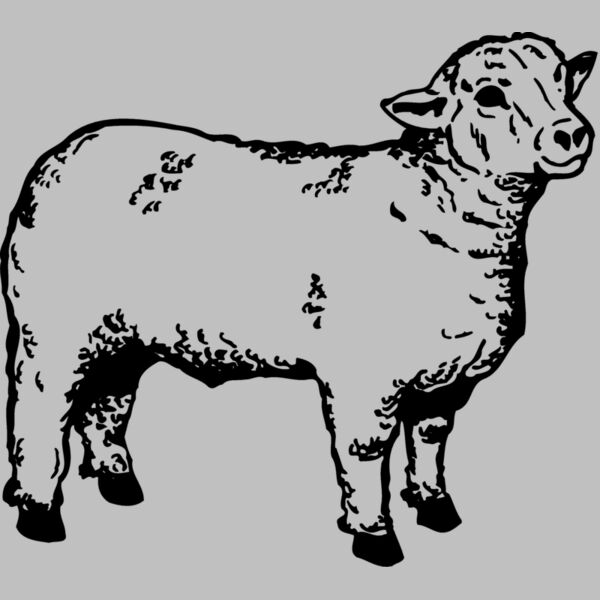 SHEEP006 Thumbnail