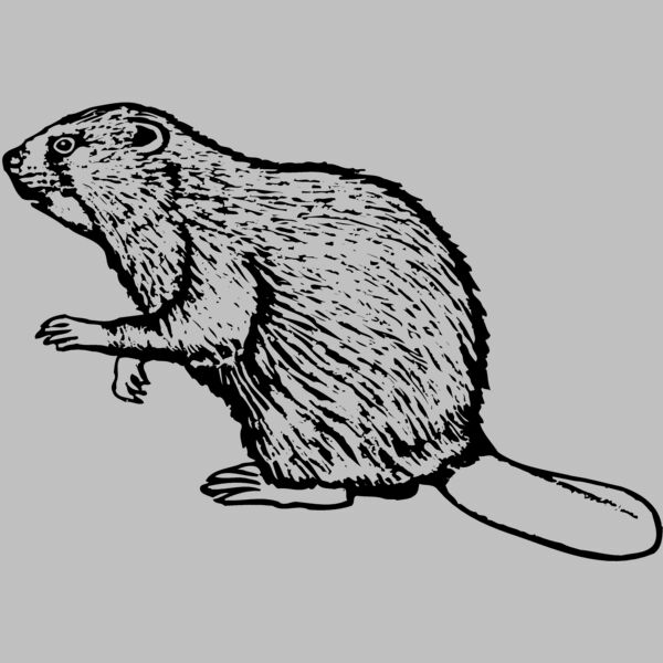 BEAVER03 Thumbnail