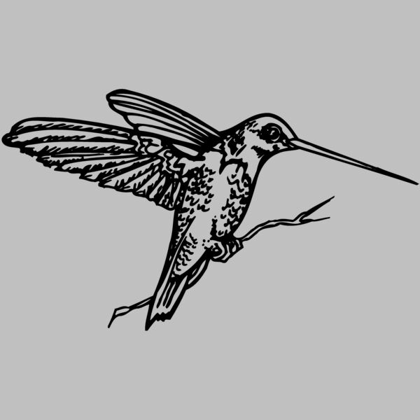 BIRD033 Thumbnail