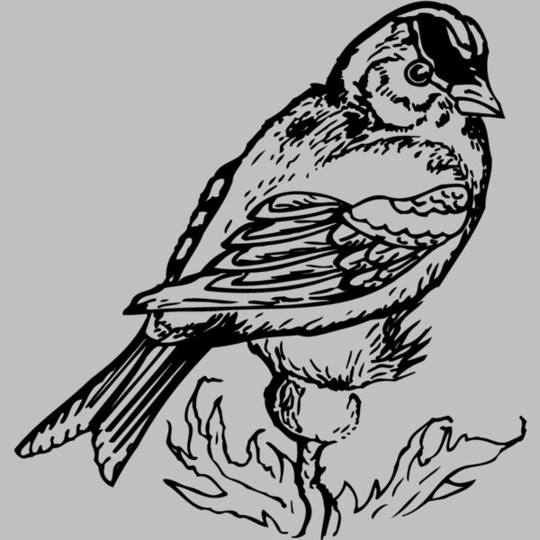 BIRD050 Thumbnail