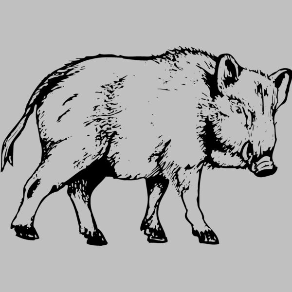 BOAR0003 Thumbnail