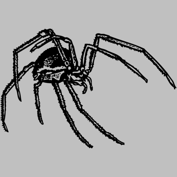 SPIDER01 Thumbnail