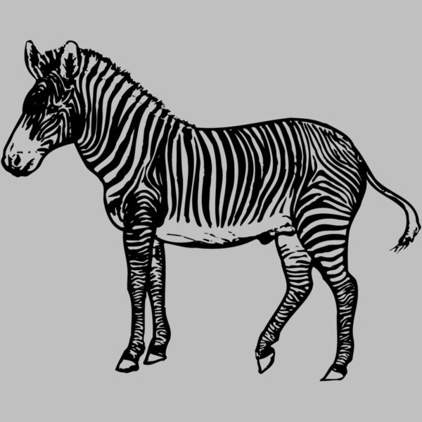 ZEBRA003 Thumbnail