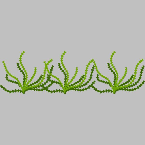 Sea Plant Thumbnail